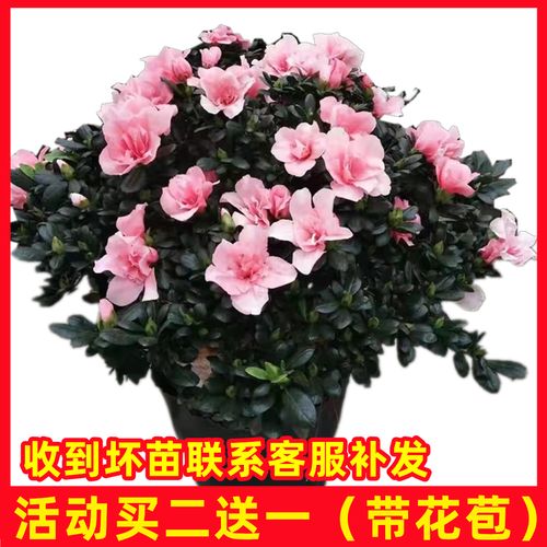 干杜鹃花枝条怎么开花，干杜鹃花枝条怎么开花图片-第3张图片-优品飞百科