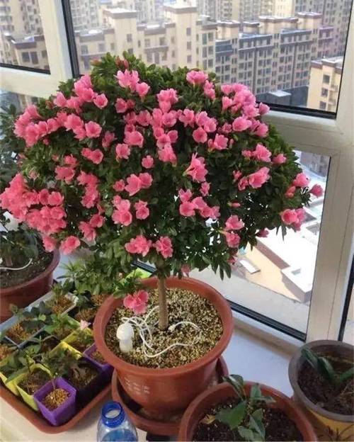 干杜鹃花枝条怎么开花，干杜鹃花枝条怎么开花图片-第5张图片-优品飞百科