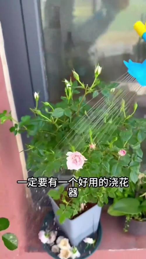 包含怎样在室内养花不死的词条