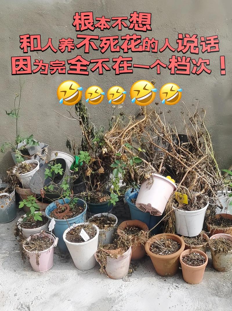 包含怎样在室内养花不死的词条-第5张图片-优品飞百科