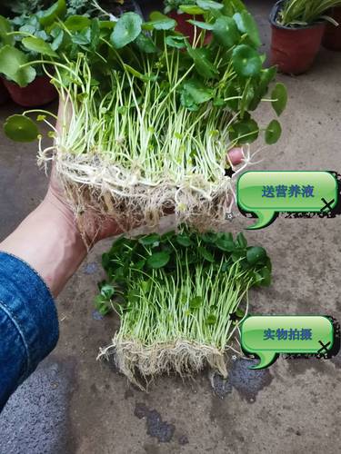 铜钱草土培怎么浇水，铜钱草土培用什么盆好-第2张图片-优品飞百科