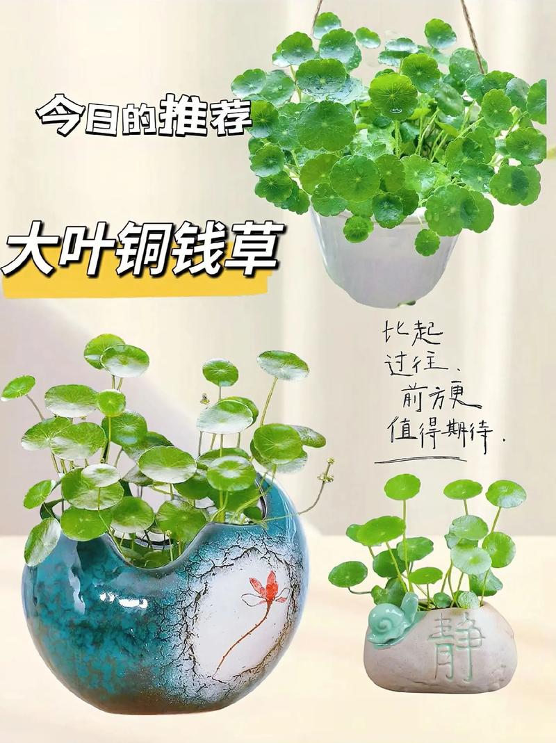 铜钱草土培怎么浇水，铜钱草土培用什么盆好-第3张图片-优品飞百科