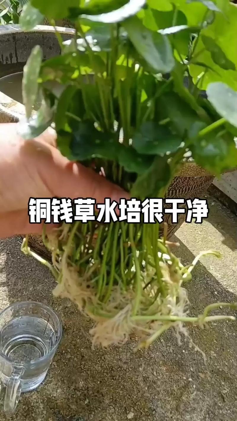 铜钱草土培怎么浇水，铜钱草土培用什么盆好-第4张图片-优品飞百科