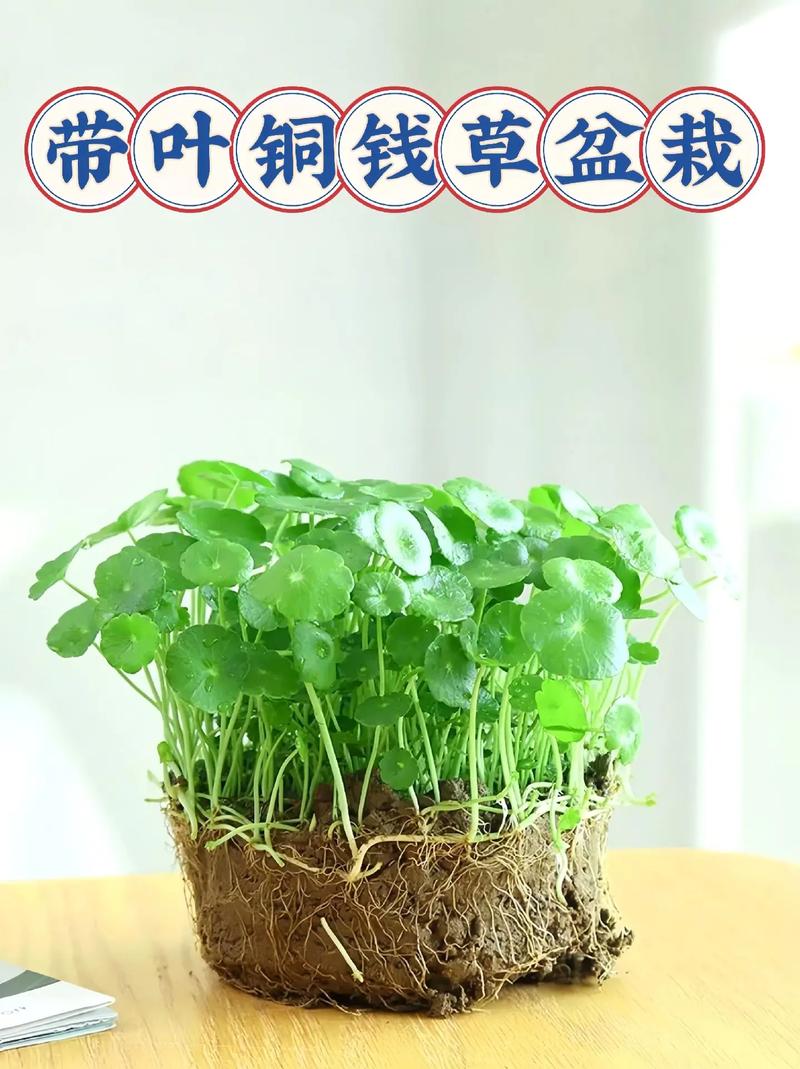 铜钱草土培怎么浇水，铜钱草土培用什么盆好-第5张图片-优品飞百科
