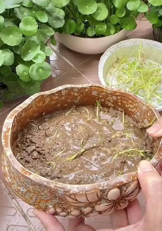 铜钱草土培怎么浇水，铜钱草土培用什么盆好-第6张图片-优品飞百科