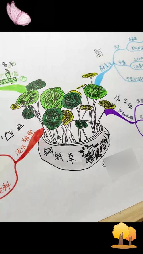 铜钱草土培怎么浇水，铜钱草土培用什么盆好-第7张图片-优品飞百科