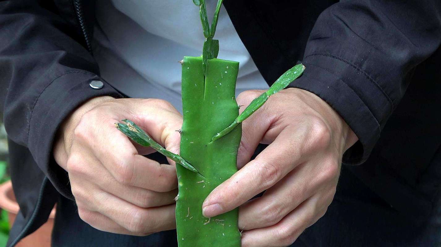 仙人球嫁接蟹爪兰教程，仙人球嫁接蟹爪兰的视频？