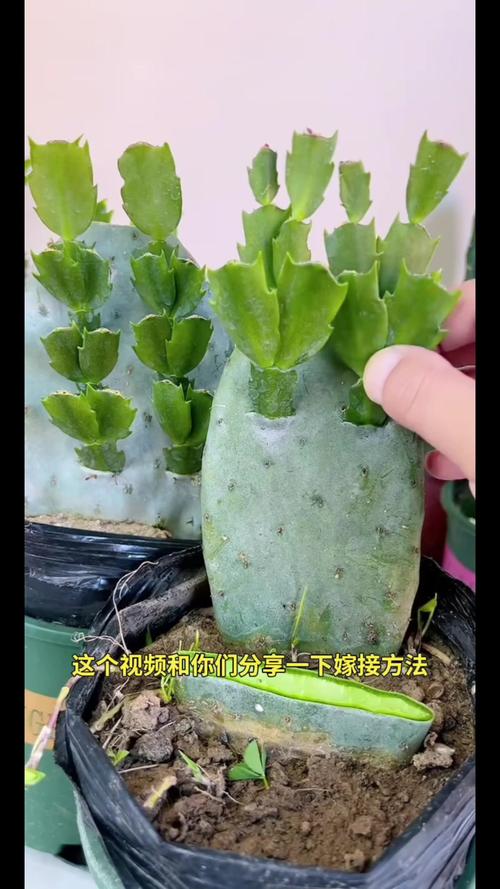 仙人球嫁接蟹爪兰教程，仙人球嫁接蟹爪兰的视频？-第2张图片-优品飞百科