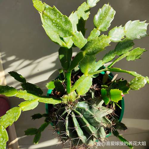 仙人球嫁接蟹爪兰教程，仙人球嫁接蟹爪兰的视频？-第4张图片-优品飞百科
