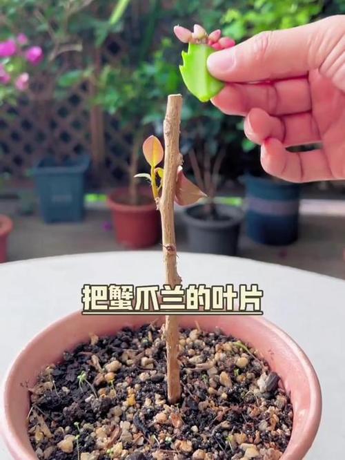 仙人球嫁接蟹爪兰教程，仙人球嫁接蟹爪兰的视频？-第3张图片-优品飞百科