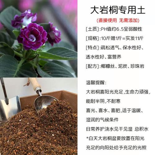 大岩桐秋天怎么养，大岩桐秋天怎么养护和浇水？-第5张图片-优品飞百科