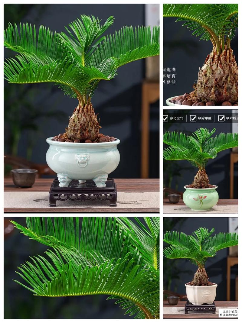 铁树的养殖方法，铁树的养殖方法 小说？-第3张图片-优品飞百科