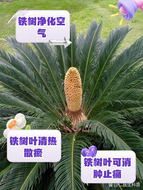 铁树的养殖方法，铁树的养殖方法 小说？-第4张图片-优品飞百科