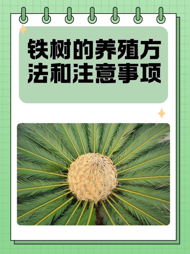 铁树的养殖方法，铁树的养殖方法 小说？-第5张图片-优品飞百科