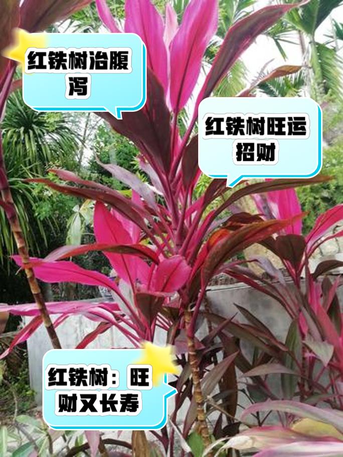 铁树的养殖方法，铁树的养殖方法 小说？-第7张图片-优品飞百科