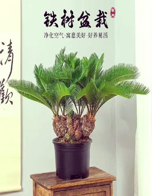 铁树的养殖方法，铁树的养殖方法 小说？-第8张图片-优品飞百科