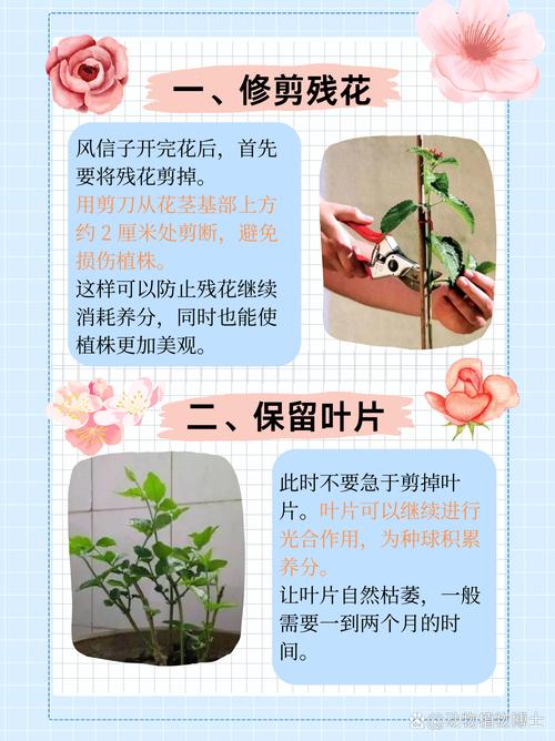 花朵凋谢后的风信子怎么养，风信子凋谢了还会开花吗？