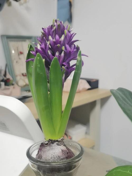 花朵凋谢后的风信子怎么养，风信子凋谢了还会开花吗？-第2张图片-优品飞百科