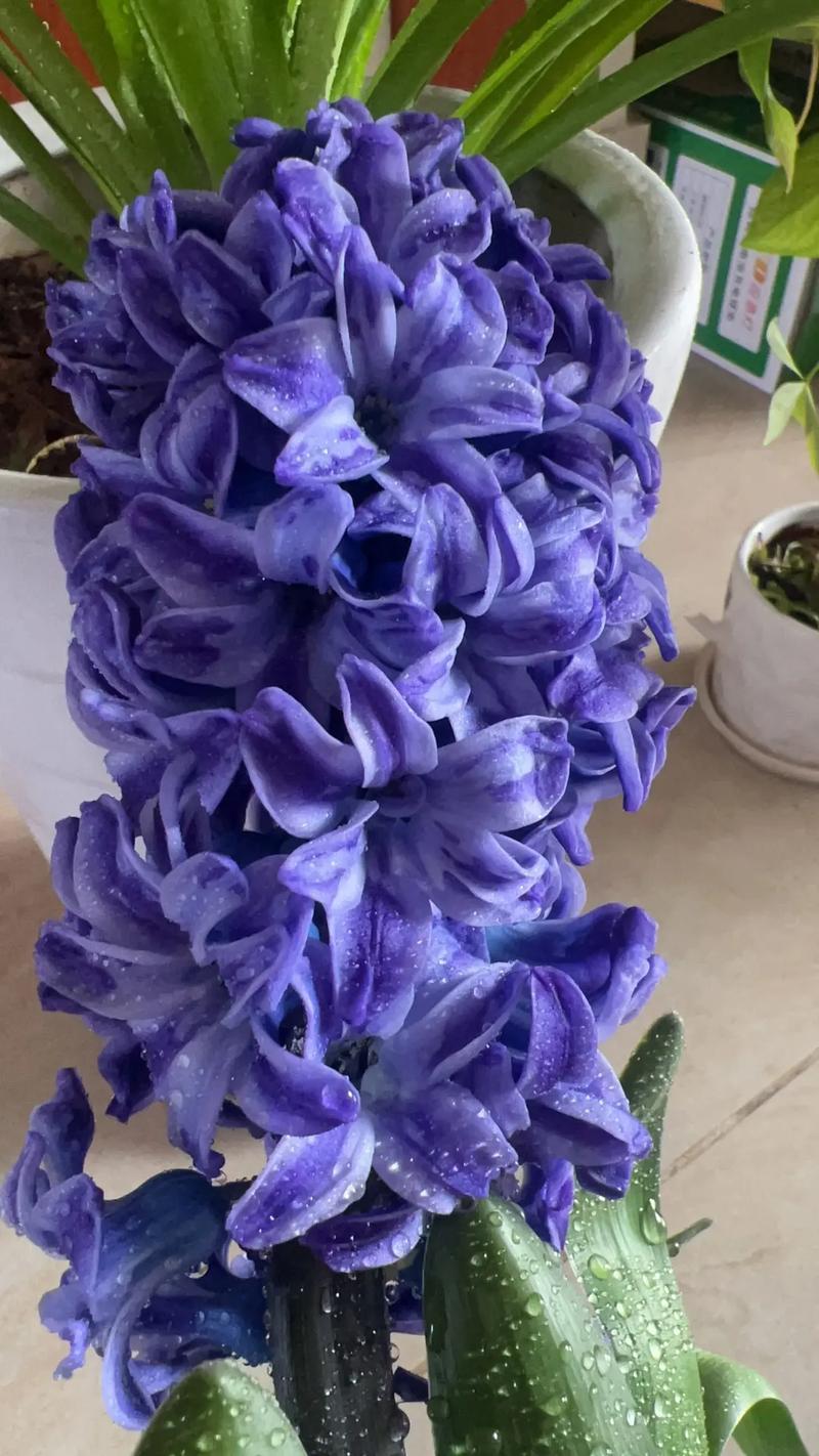 花朵凋谢后的风信子怎么养，风信子凋谢了还会开花吗？-第3张图片-优品飞百科