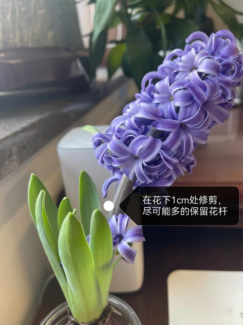花朵凋谢后的风信子怎么养，风信子凋谢了还会开花吗？-第4张图片-优品飞百科