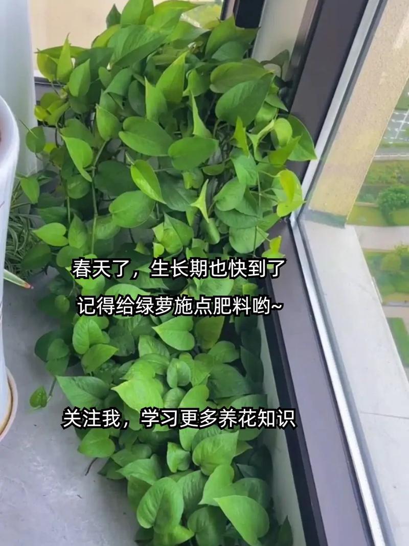 冬季绿萝怎么水插，绿萝冬天怎么扦插？-第2张图片-优品飞百科