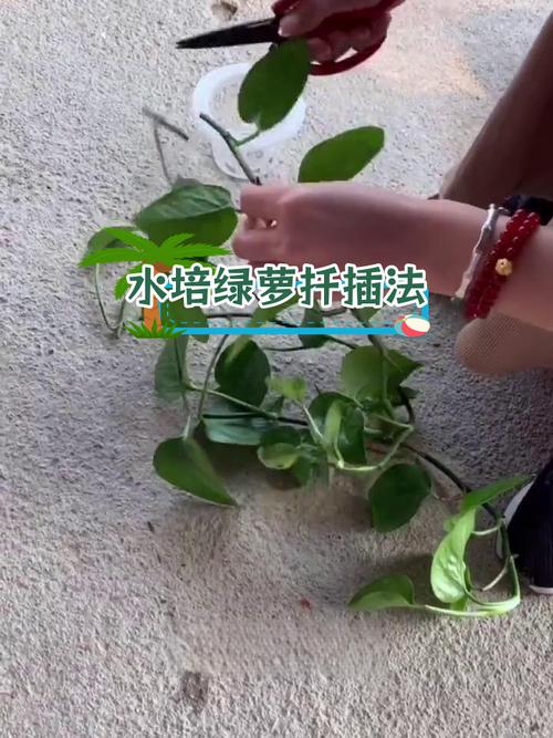 冬季绿萝怎么水插，绿萝冬天怎么扦插？-第3张图片-优品飞百科