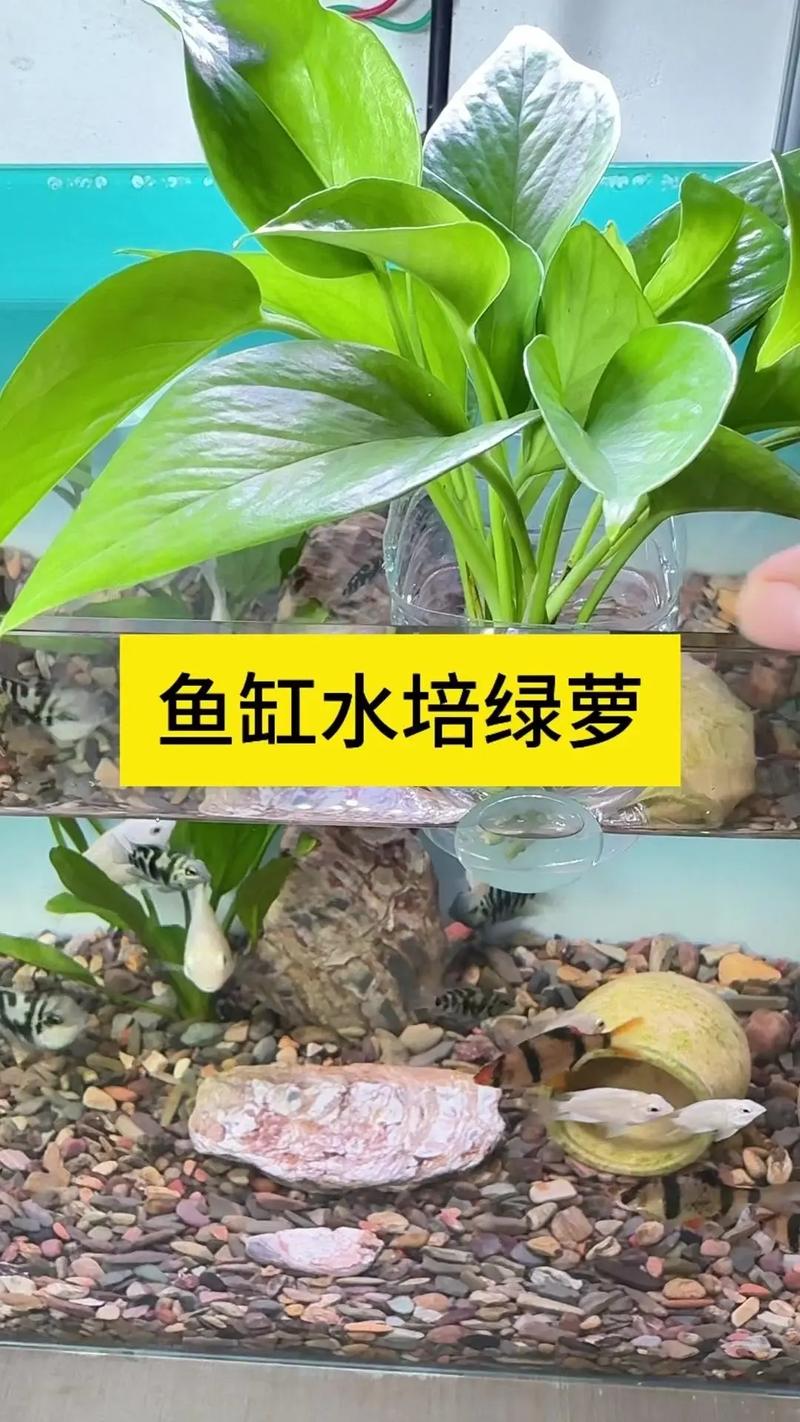 冬季绿萝怎么水插，绿萝冬天怎么扦插？-第4张图片-优品飞百科