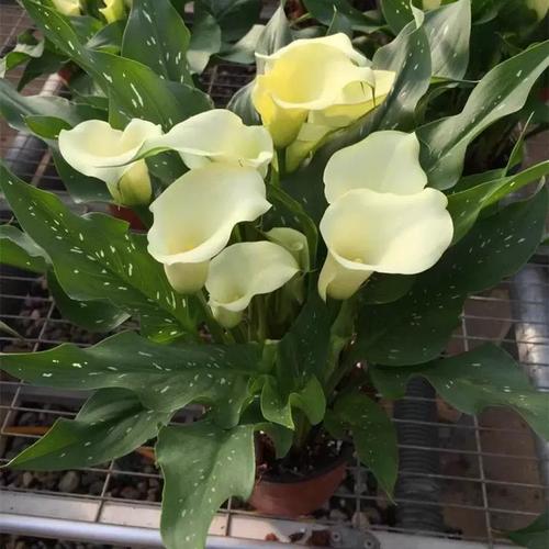 彩色马蹄莲怎么养，彩色马蹄莲的养殖方法和注意事项 盆栽？-第7张图片-优品飞百科
