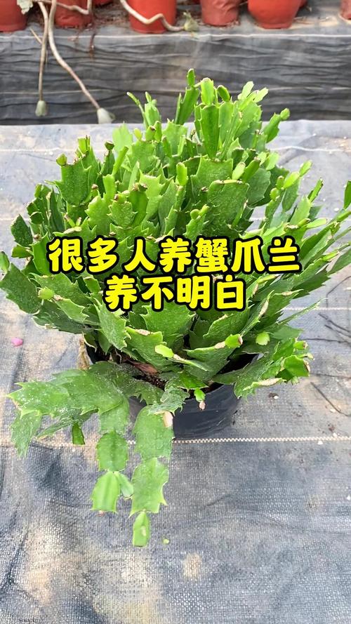 冬天蟹爪兰几天浇一次水，冬天蟹爪兰怎样浇水？