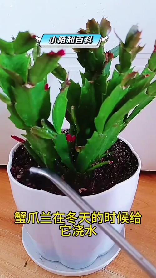 冬天蟹爪兰几天浇一次水，冬天蟹爪兰怎样浇水？-第3张图片-优品飞百科