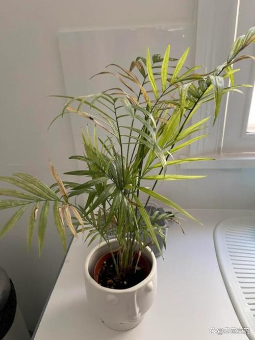 袖珍椰子怎么过冬，袖珍椰子怎么过冬的-第2张图片-优品飞百科
