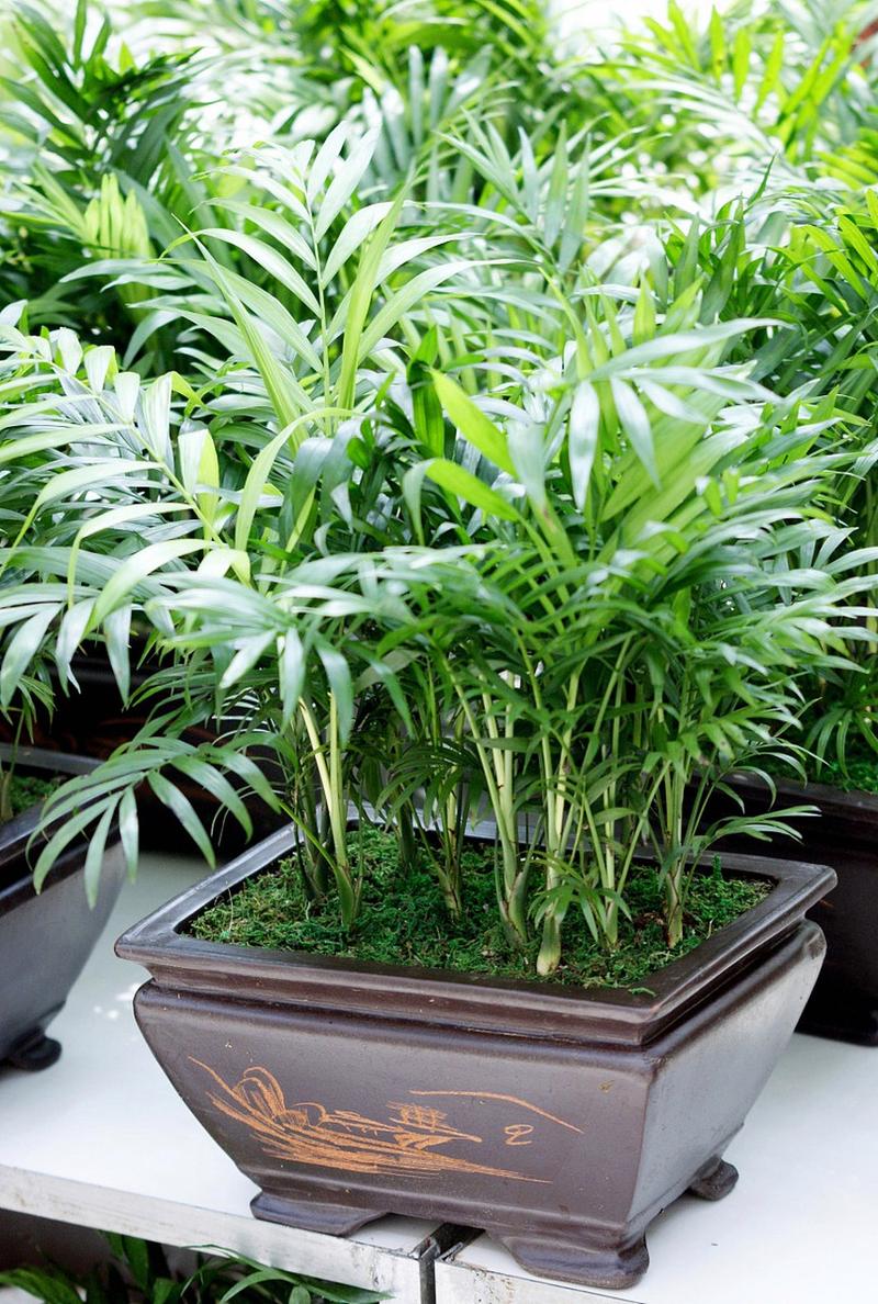 袖珍椰子怎么过冬，袖珍椰子怎么过冬的-第4张图片-优品飞百科