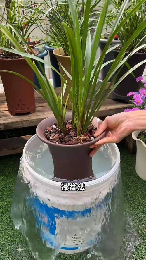春兰对水分的要求？春兰的浇水和施肥？-第7张图片-优品飞百科