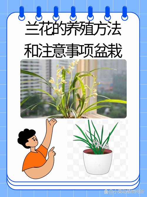 春兰对水分的要求？春兰的浇水和施肥？-第8张图片-优品飞百科