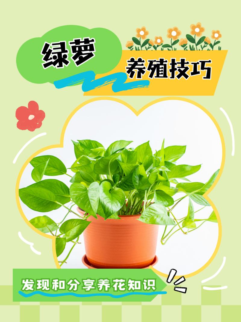 绿萝夏天怎么养护，绿箩夏天？