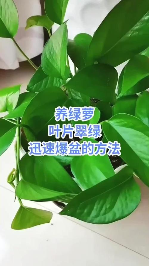 绿萝夏天怎么养护，绿箩夏天？-第3张图片-优品飞百科