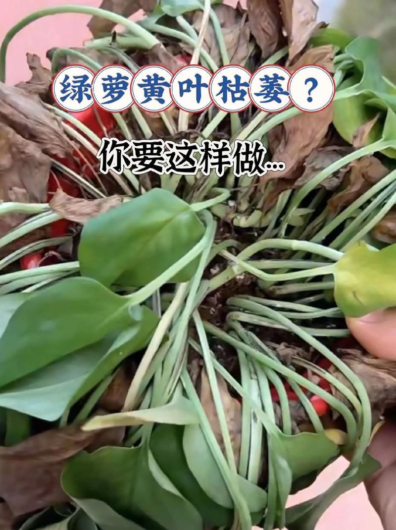 怎么判断绿萝缺不缺水，如何判断绿萝是否缺水-第5张图片-优品飞百科