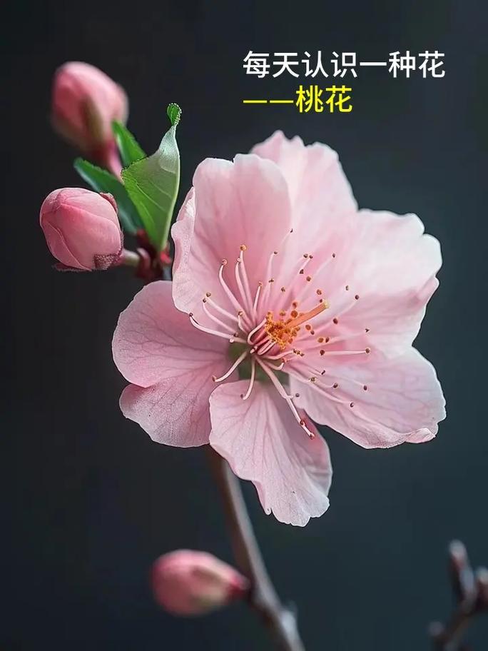绯桃的繁殖方式，绯桃的繁殖方式有几种？-第2张图片-优品飞百科