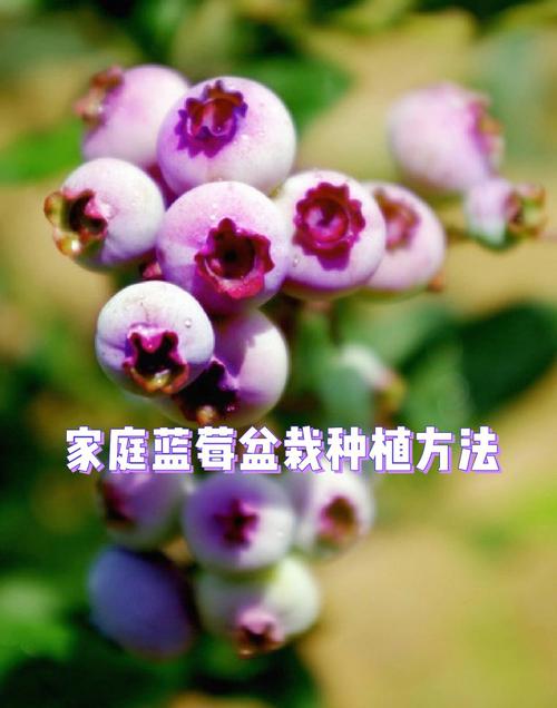 蓝莓春季怎么养？蓝莓春季如何施肥？-第2张图片-优品飞百科