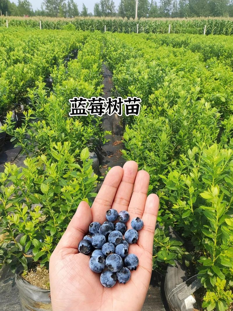 蓝莓春季怎么养？蓝莓春季如何施肥？-第4张图片-优品飞百科