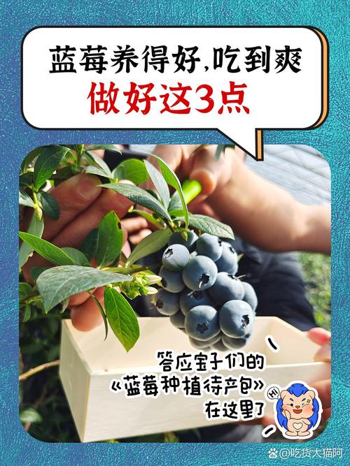 蓝莓春季怎么养？蓝莓春季如何施肥？-第6张图片-优品飞百科