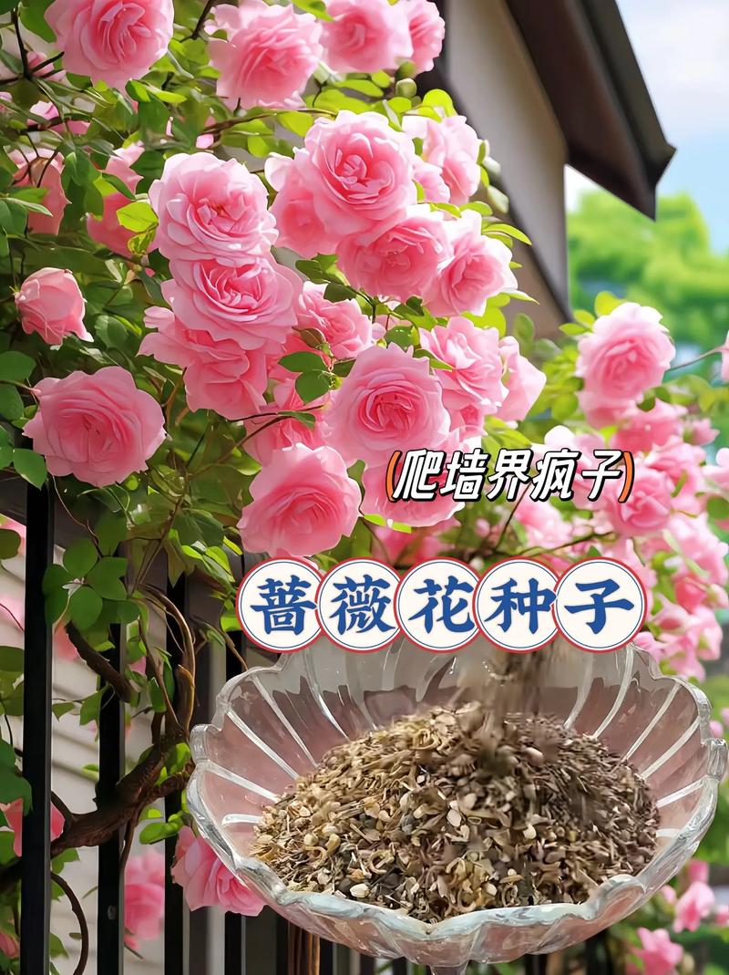 花种子的种植方法，洋桔梗花种子的种植方法