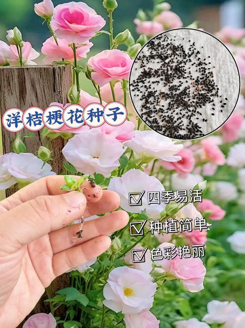 花种子的种植方法，洋桔梗花种子的种植方法-第2张图片-优品飞百科