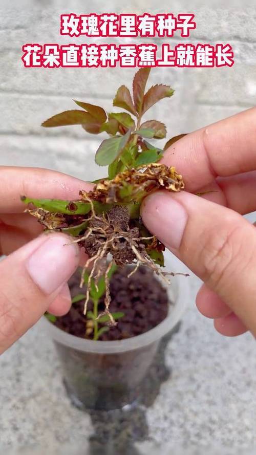 花种子的种植方法，洋桔梗花种子的种植方法-第3张图片-优品飞百科