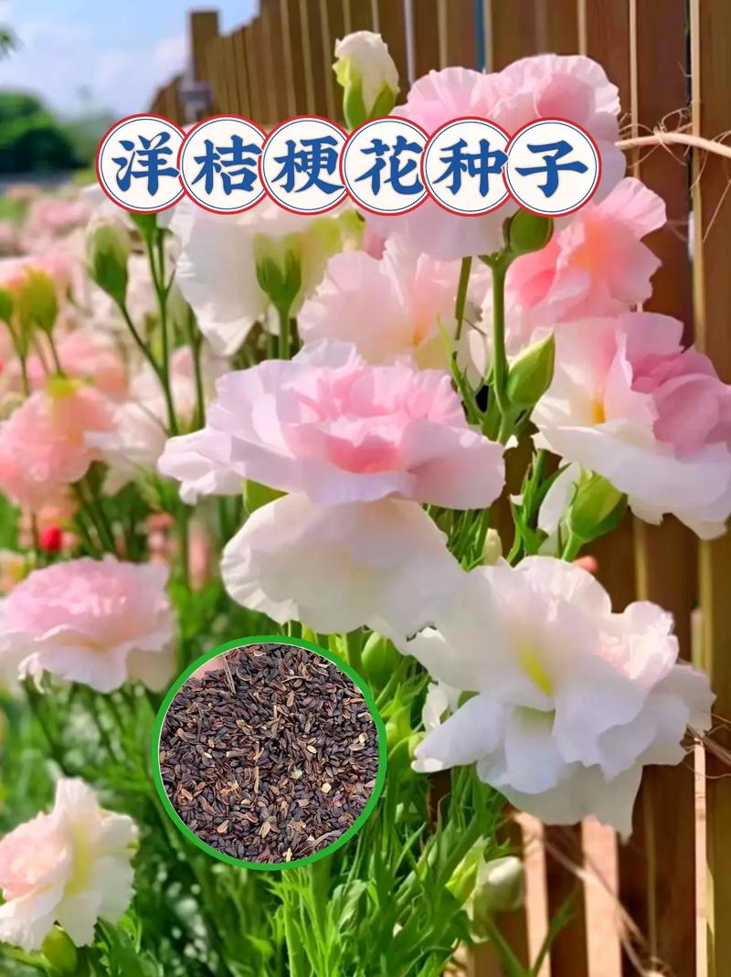 花种子的种植方法，洋桔梗花种子的种植方法-第8张图片-优品飞百科