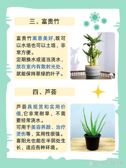 翠雀怎么养殖？翠雀怎么养殖方法？