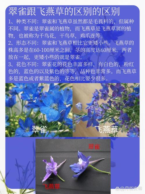 翠雀怎么养殖？翠雀怎么养殖方法？-第2张图片-优品飞百科