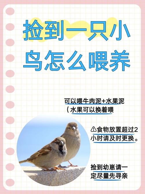 翠雀怎么养殖？翠雀怎么养殖方法？-第4张图片-优品飞百科