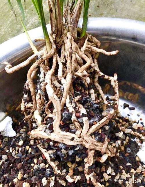 兰花可以用种子种吗，兰花可以用种子种吗图片？