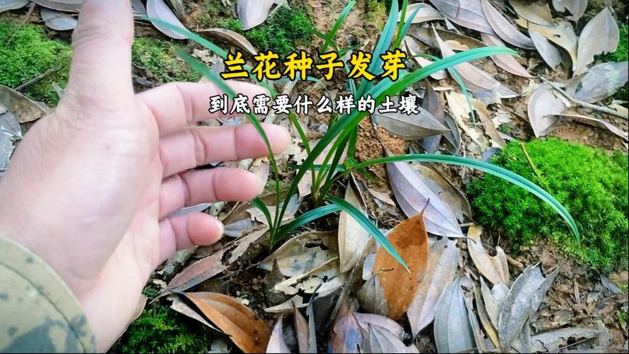 兰花可以用种子种吗，兰花可以用种子种吗图片？-第2张图片-优品飞百科